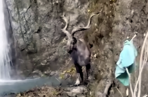 Injured Majestic Markhor Rescued Near LoC In Jammu And Kashmir